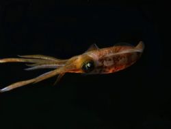 Night Squid by John Brethauer 